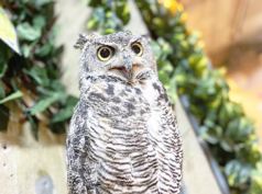 フクロウの巣カフェ 上野広小路駅カフェ