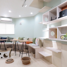 猫カフェ リプミィ 京成関屋駅カフェ