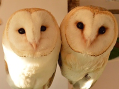 ふくろうの里 原宿店 原宿駅カフェ