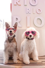 いぬカフェ RIO 原宿店 原宿駅カフェ