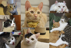 保護猫カフェ きゃりこ吉祥寺店 吉祥寺駅 カフェ