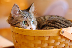 ねこカフェ たまねこ 小田急多摩センター駅 カフェ