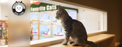 猫カフェ猫喫茶 空陸家 新宿三丁目ジャングル店 新宿三丁目駅 カフェ