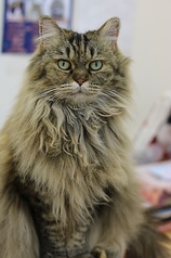 Cat Cafe にゃんこと 早稲田駅カフェ