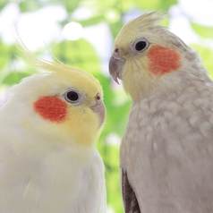 ことりカフェ 上野本店 根津駅カフェ