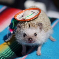 はりねずみ屋 ぽった 水道橋駅カフェ