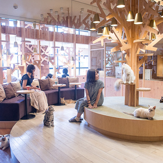 猫カフェ MOCHA モカ 池袋西口店 池袋駅カフェ