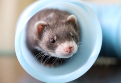 爬虫類&小動物ふれあい Piccolo Zoo 田原町駅カフェ