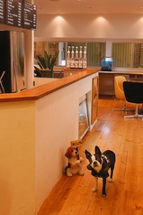 ドッグカフェ プッチーニ 蒲田駅カフェ