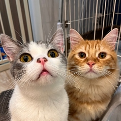 BAKENEKO CAFE バケネコ カフェ 西早稲田駅 カフェ