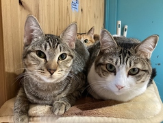 里親募集型猫カフェ えこねこ 豊島園駅カフェ